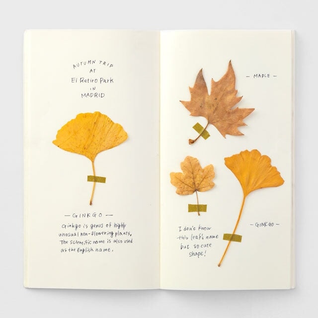 Traveler's Company #025 Cream Blank Refill (Regular) Notebook