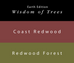 Coast Redwood & Redwood Forest (Earth Edition) - The Desk Bandit