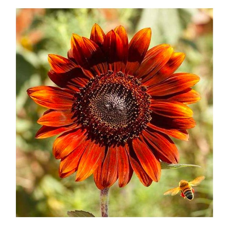 PENBBS No.341 Sunflower - 2ml Ink Sample