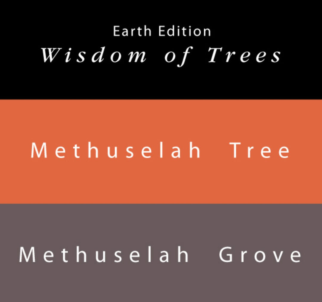 Methuselah Tree &amp; Methuselah Grove - 65ml + 15ml Set includes ink bottles, brochure, pen rest, stickers, bookmark, and napkin.