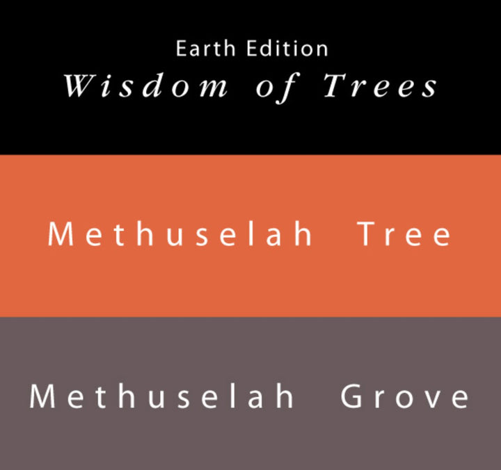Methuselah Tree & Methuselah Grove - 65ml + 15ml Set includes ink bottles, brochure, pen rest, stickers, bookmark, and napkin.