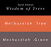 Methuselah Tree & Methuselah Grove - 65ml + 15ml Set includes ink bottles, brochure, pen rest, stickers, bookmark, and napkin.