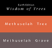 Methuselah Tree & Methuselah Grove (Earth Edition) - The Desk Bandit